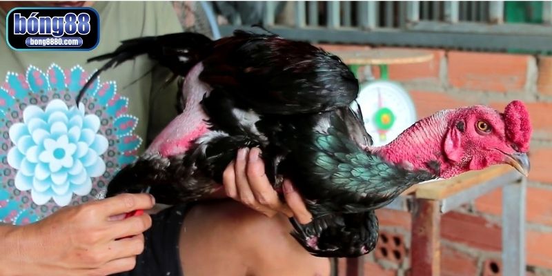 bí quyết làm cổ gà chọi to